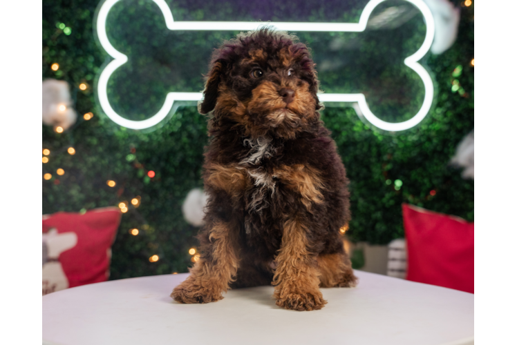 Poodle Puppy for Adoption