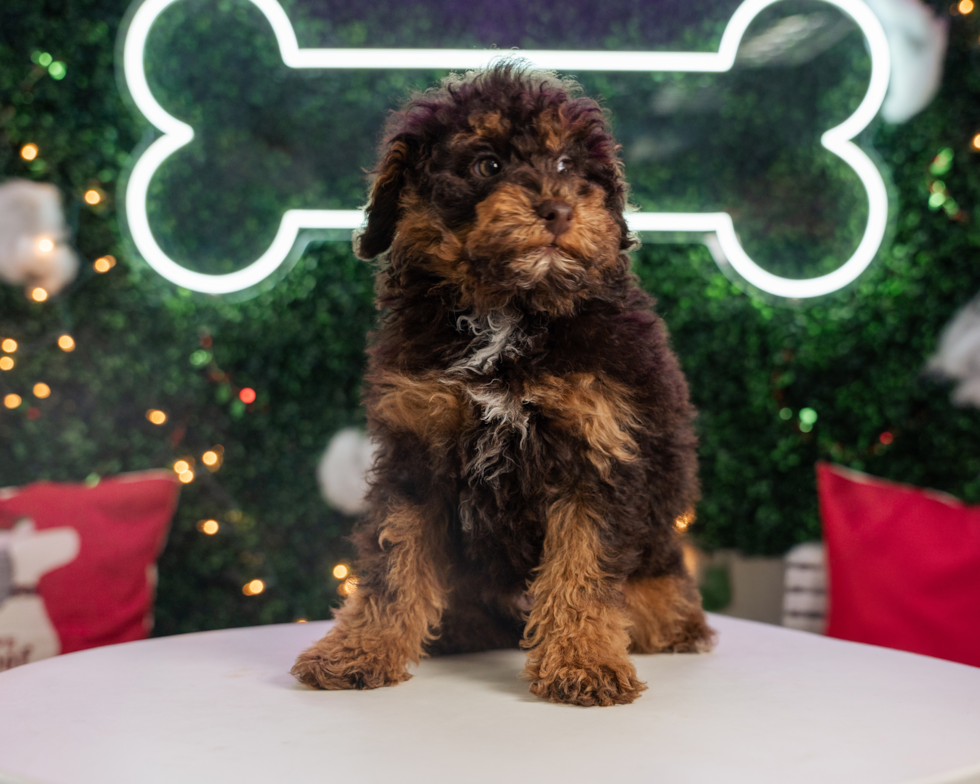 Poodle Puppy for Adoption