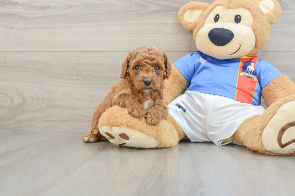 5 week old Poodle Puppy For Sale - Puppy Love PR
