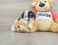 7 week old Poodle Puppy For Sale - Puppy Love PR