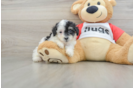 Best Poodle Baby