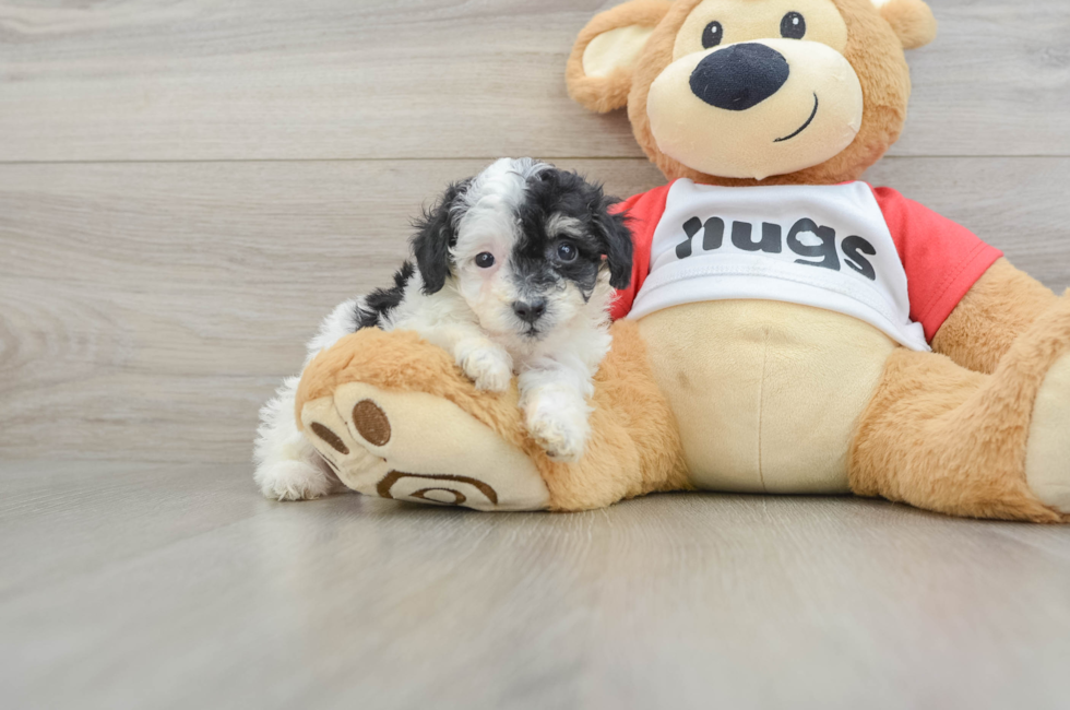 5 week old Poodle Puppy For Sale - Puppy Love PR