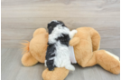 Petite Pooodle Purebred Puppy