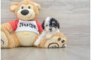 Poodle Pup Being Cute