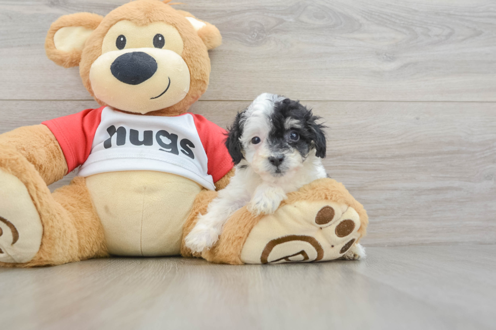 Poodle Pup Being Cute