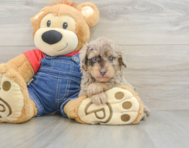 8 week old Poodle Puppy For Sale - Puppy Love PR
