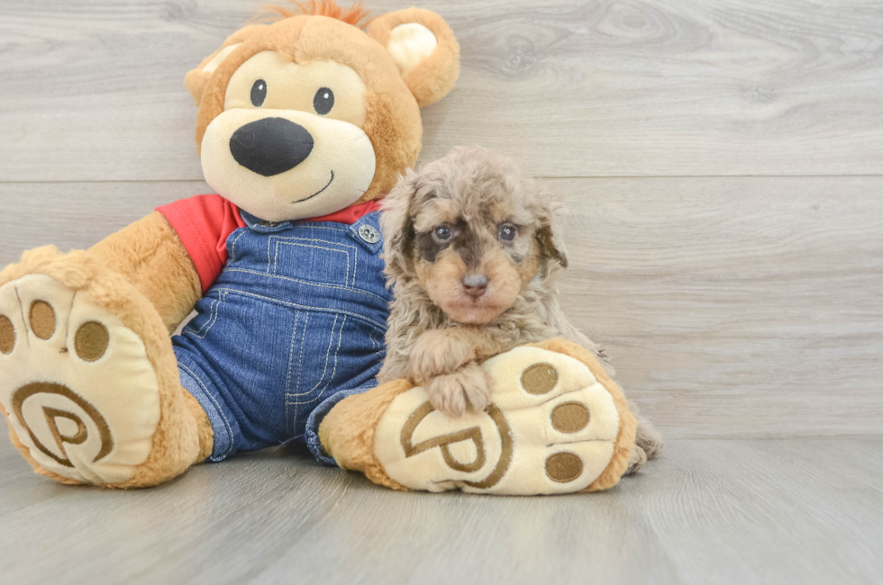 5 week old Poodle Puppy For Sale - Puppy Love PR