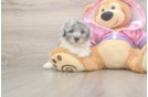 Poodle Puppy for Adoption