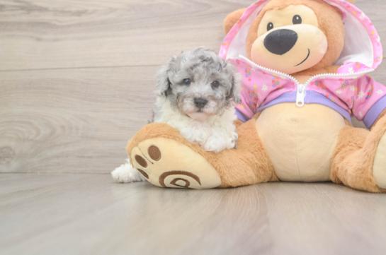 Poodle Puppy for Adoption