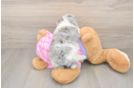 Best Poodle Baby