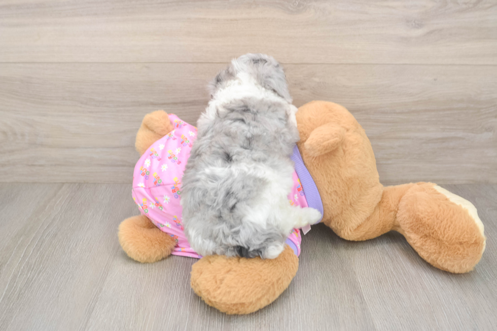 Best Poodle Baby