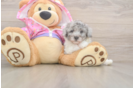 Best Poodle Baby