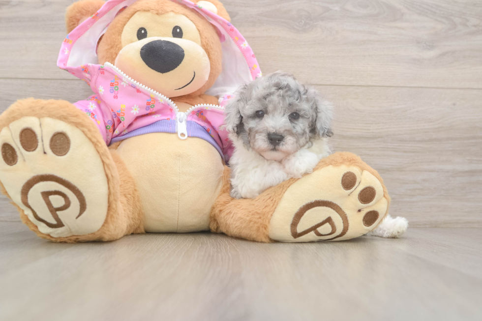 Best Poodle Baby
