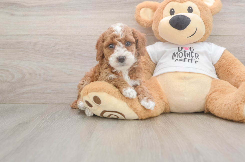 5 week old Poodle Puppy For Sale - Puppy Love PR