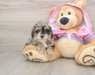 7 week old Poodle Puppy For Sale - Puppy Love PR