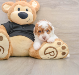 5 week old Poodle Puppy For Sale - Puppy Love PR