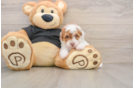 Poodle Pup Being Cute