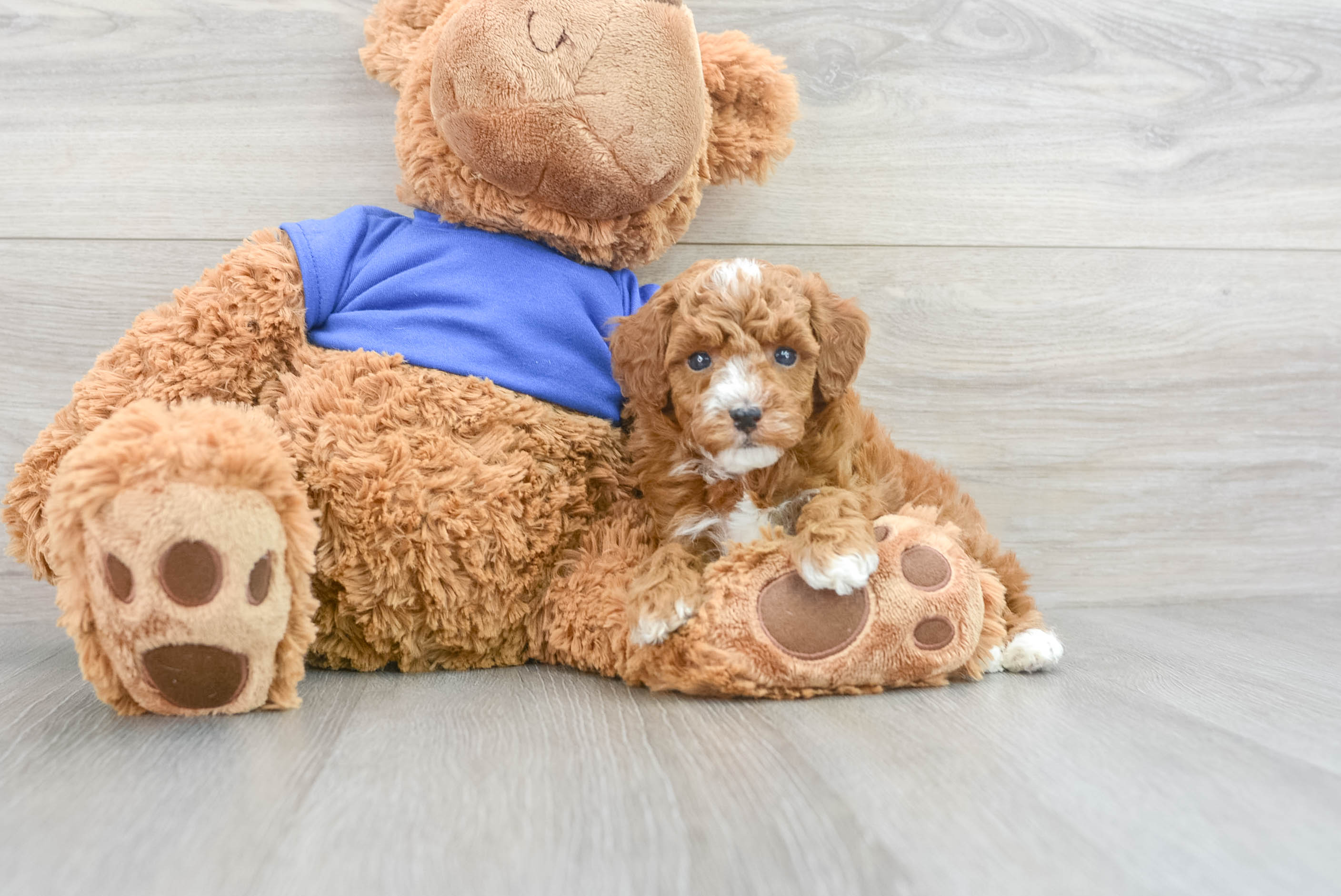 Happy Pudle Purebred Puppy