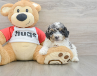 7 week old Poodle Puppy For Sale - Puppy Love PR
