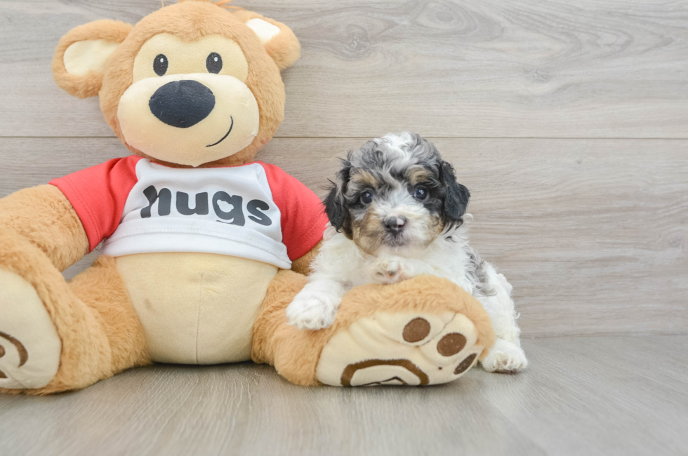 5 week old Poodle Puppy For Sale - Puppy Love PR
