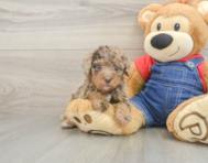 9 week old Poodle Puppy For Sale - Puppy Love PR