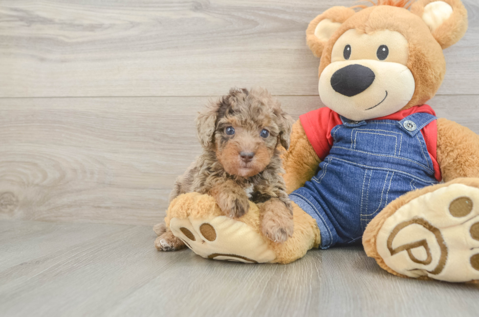 5 week old Poodle Puppy For Sale - Puppy Love PR