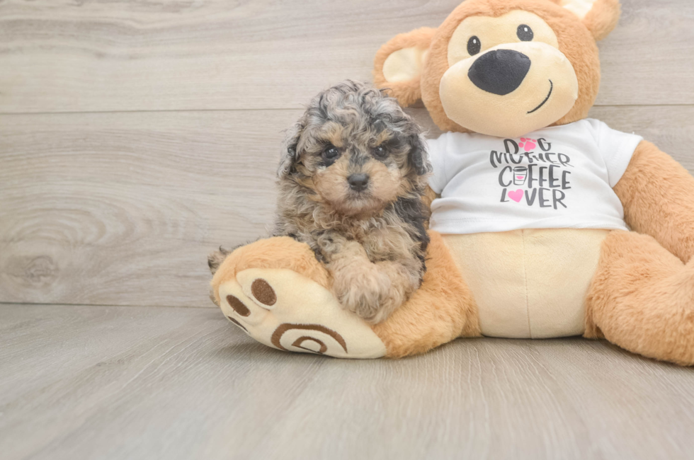 5 week old Poodle Puppy For Sale - Puppy Love PR