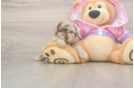 Playful Poodle Purebred Pup