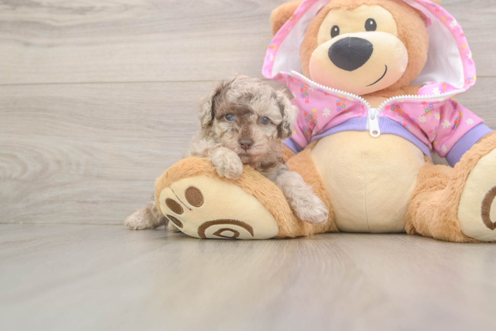 Playful Poodle Purebred Pup