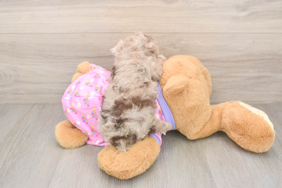 Best Poodle Baby