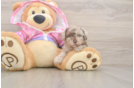 Smart Pudel Purebred Puppy