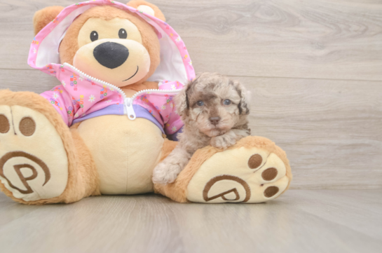 Smart Pudel Purebred Puppy