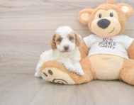 6 week old Poodle Puppy For Sale - Puppy Love PR