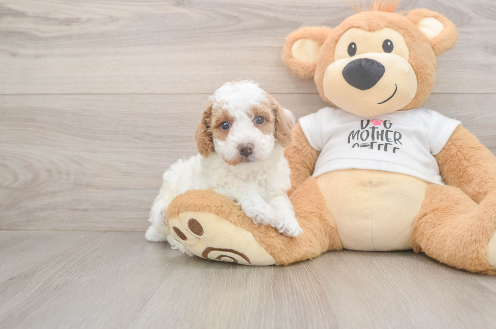 5 week old Poodle Puppy For Sale - Puppy Love PR
