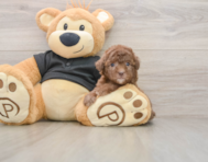 8 week old Poodle Puppy For Sale - Puppy Love PR