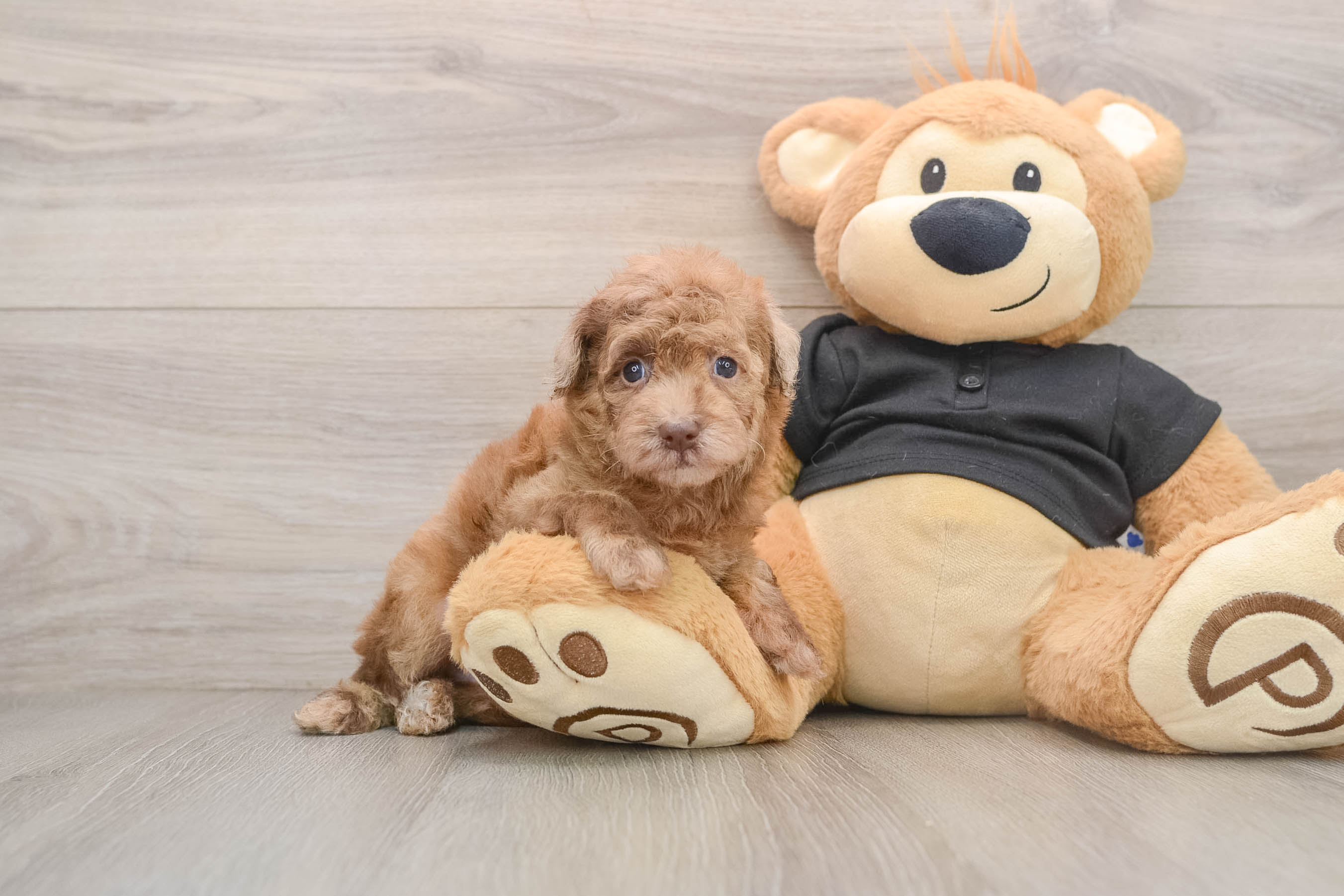 Friendly Poodle Baby