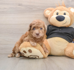 8 week old Poodle Puppy For Sale - Puppy Love PR