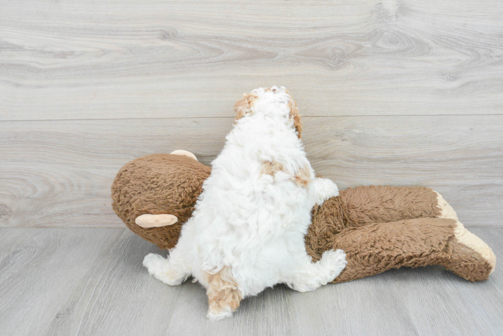 Little Poodle Purebred Pup