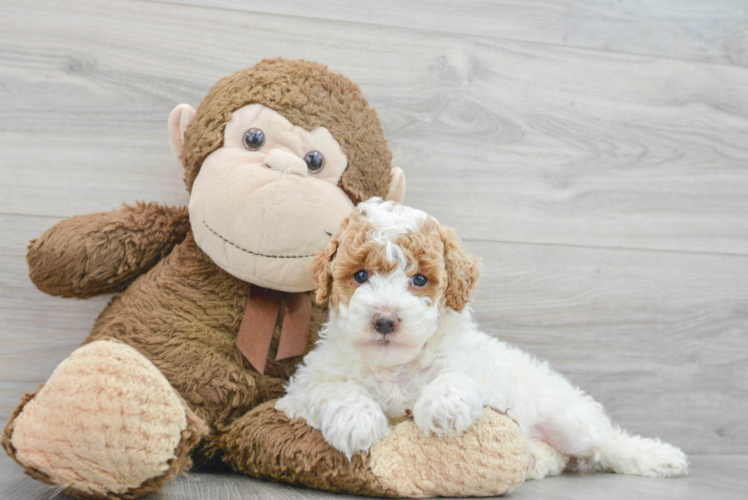 Poodle Pup Being Cute