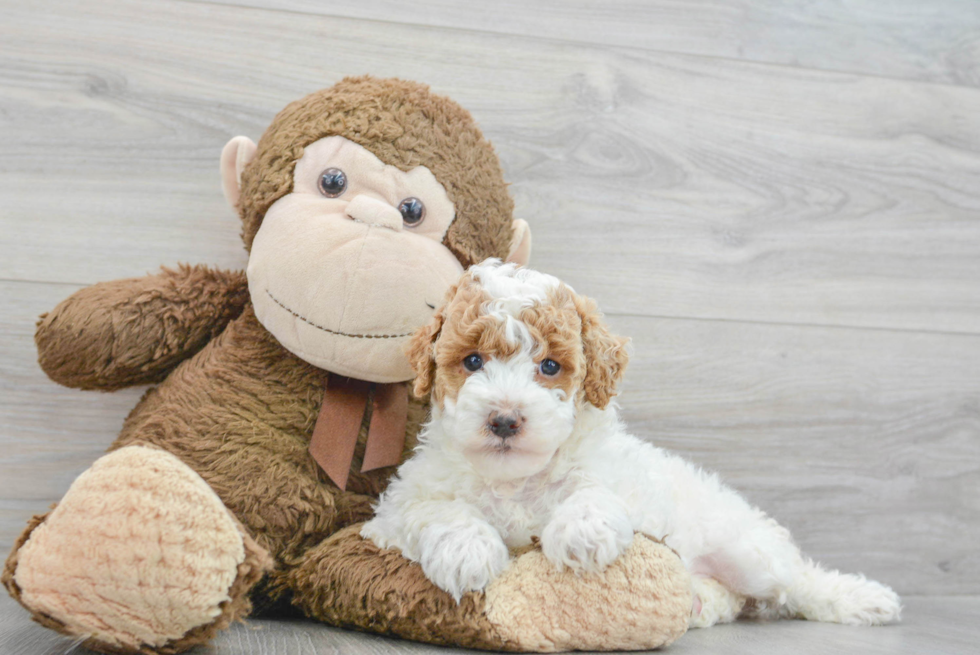 Poodle Pup Being Cute