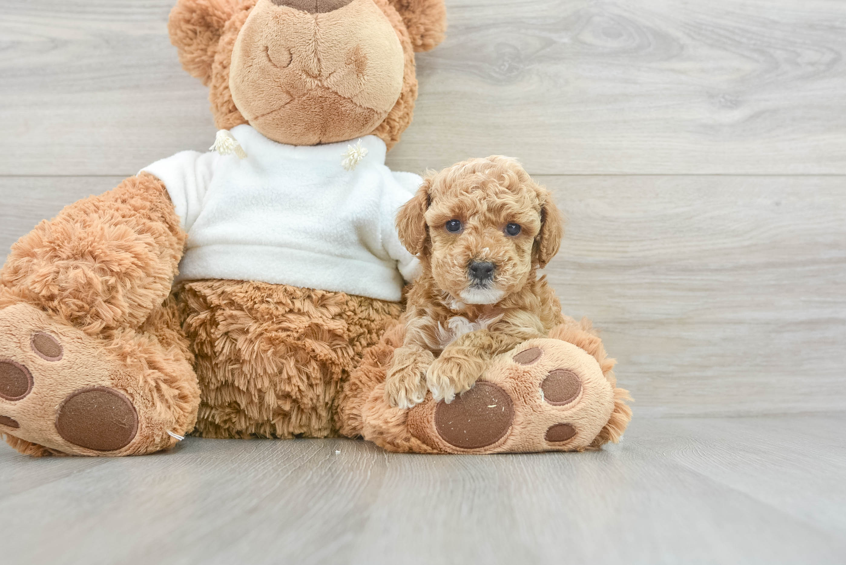 Petite Pudle Purebred Puppy
