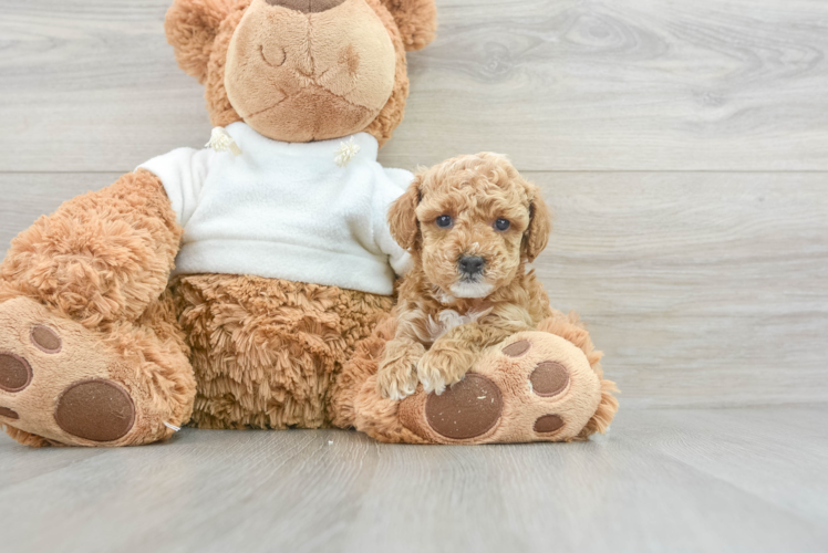 Meet Barley - our Poodle Puppy Photo 1/3 - Puppy Love PR Petite Pudle Purebred Puppy