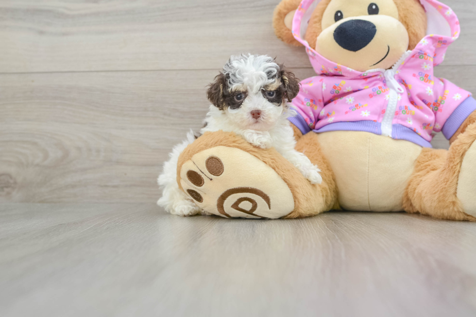 Poodle Pup Being Cute