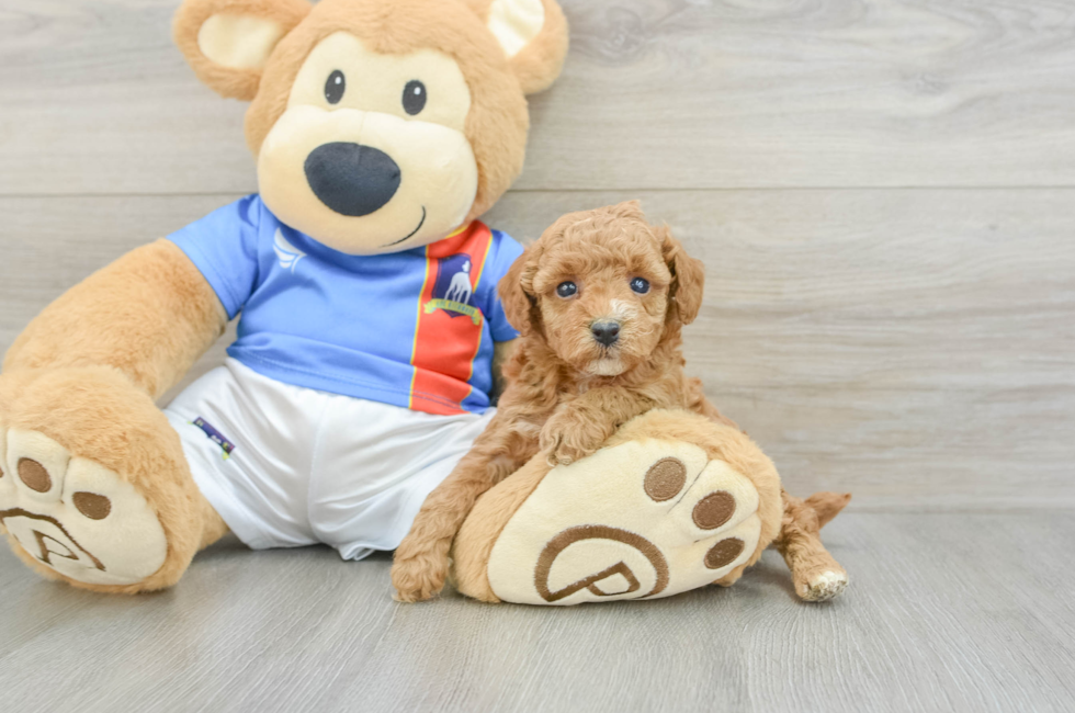 5 week old Poodle Puppy For Sale - Puppy Love PR