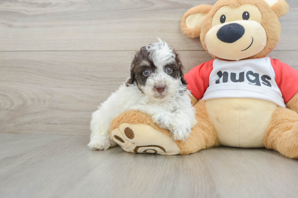 Best Poodle Baby