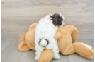 Sweet Pooodle Purebred Puppy