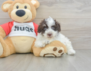 7 week old Poodle Puppy For Sale - Puppy Love PR