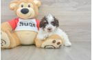 Poodle Pup Being Cute