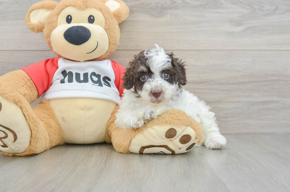 5 week old Poodle Puppy For Sale - Puppy Love PR
