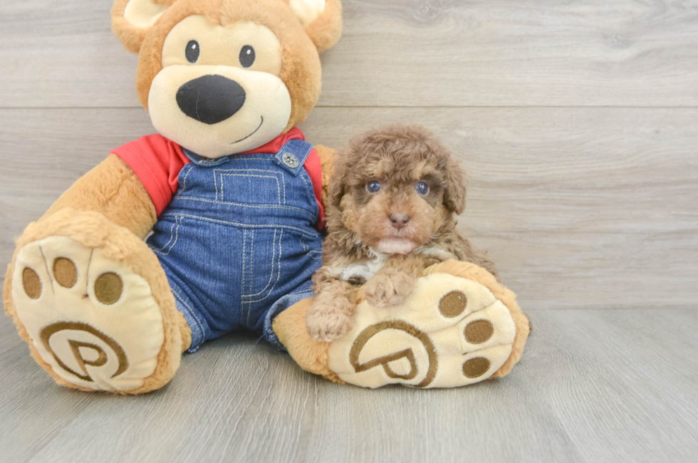 5 week old Poodle Puppy For Sale - Puppy Love PR